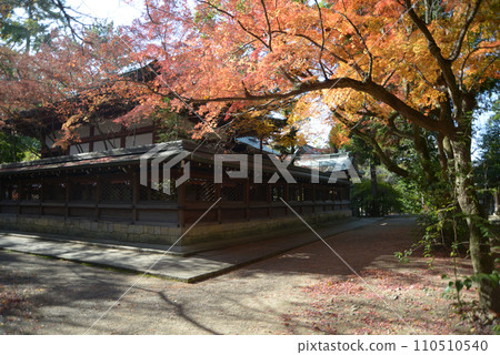Kamigoryo Shrine Autumn leaves on the main shrine Kamigyo Ward, Kyoto City Kamigoryo Shrine Autumn leaves on the main shrine Kamigyo Ward, Kyoto City 110510540