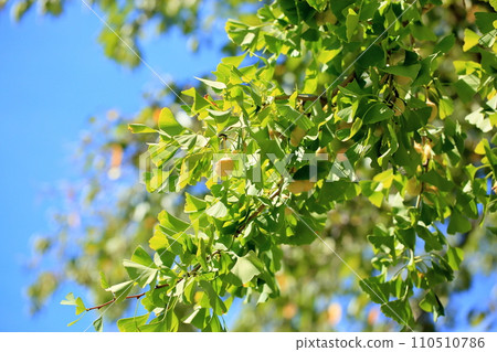 Ginkgo fruit Ginkgo fruit 110510786