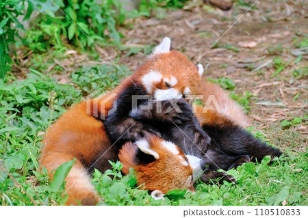 Red panda at Asahiyama Zoo (Asahikawa City, Hokkaido) Red panda at Asahiyama Zoo (Asahikawa City, Hokkaido) 110510833