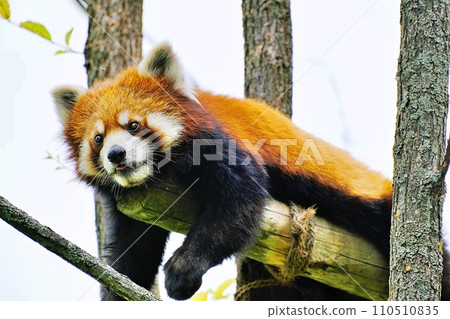 Red panda at Asahiyama Zoo (Asahikawa City, Hokkaido) 110510835
