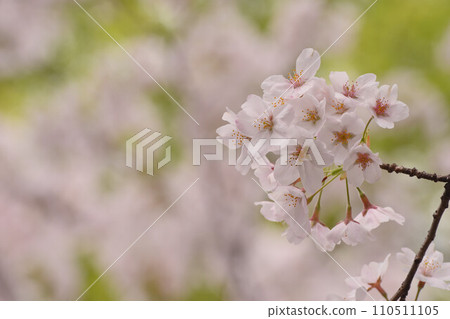 A bunch of cherry blossoms (Somei Yoshino) 110511105