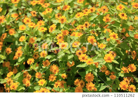 百日草花 百日草花 110511262