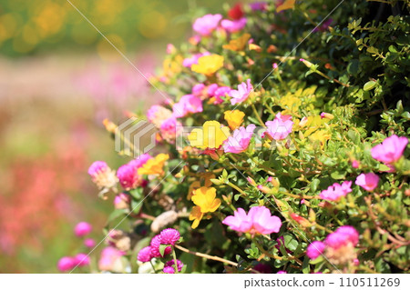 Porchula花 110511269