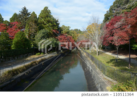 秋天 京都市山科區琵琶湖運河 秋天 京都市山科區琵琶湖運河 110511364