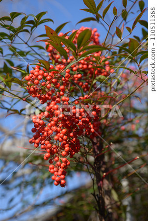 南方的天空 南方的天空 110511368