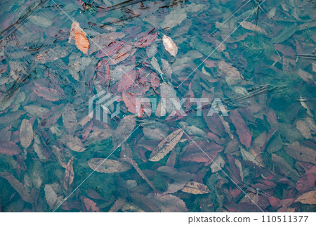 Fallen leaves trapped in thin ice [Nagano Prefecture] 110511377