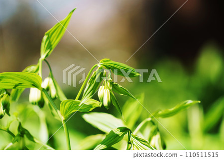 百合科（Liliaceae） 110511515