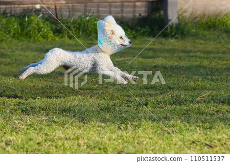Bailey, a toy poodle wearing an Elizabethan collar, jumps while undergoing rehabilitation ♡ 110511537