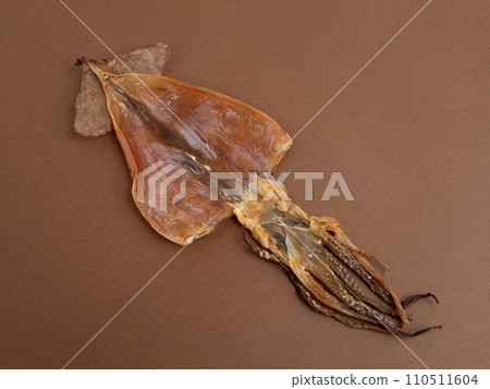 Squid Squid 110511604