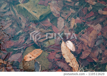Fallen leaves trapped in thin ice [Nagano Prefecture] 110511620