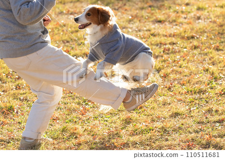 Koikeruhondier playing with his owner on the large lawn 110511681