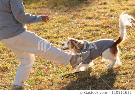 Koikeruhondier playing with his owner on the large lawn 110511682