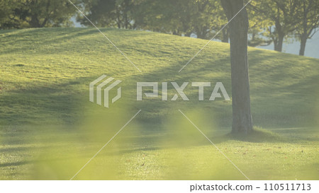 公園裡的樹木被清晨的陽光照亮 110511713