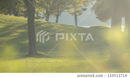 公園裡的樹木被清晨的陽光照亮 110511714