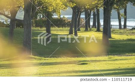 公園裡的樹木被清晨的陽光照亮 110511719