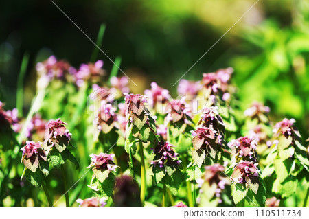 Hyeodorikosou “Wildflower” 110511734