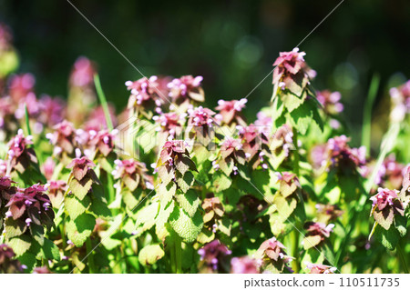 兵舞草莊“野花” 110511735