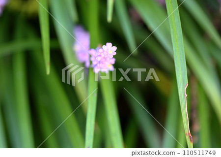 可愛的粳花 110511749