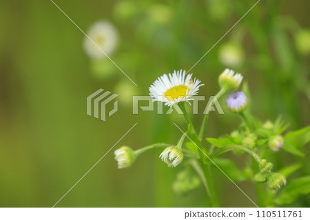 Wildflowers blooming in the spring field Wildflowers blooming in the spring field 110511761