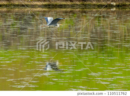 A heron flies over the surface of the pond A heron flies over the surface of the pond 110511762