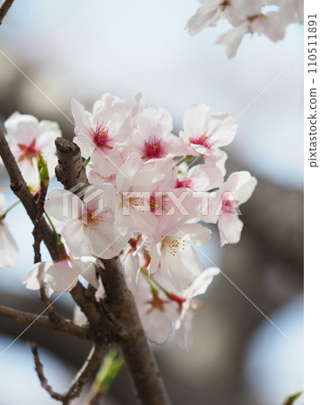 Spring image (Sakura/Cherry Blossom) 110511891