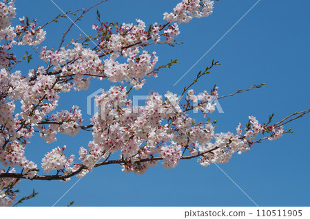 Spring image (Sakura/Cherry Blossom) 110511905