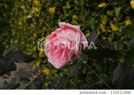 【花博紀念演出】粉紅玫瑰花 110511906