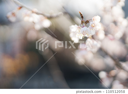 Blooming cherry blossom with  blurred background. sign of spring. selective focus 110512058