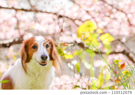 Cherry blossoms, rape blossoms, and smiling Koikeruhondye Cherry blossoms, rape blossoms, and smiling Koikeruhondye 110512079