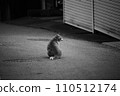孤獨的貓 110512174