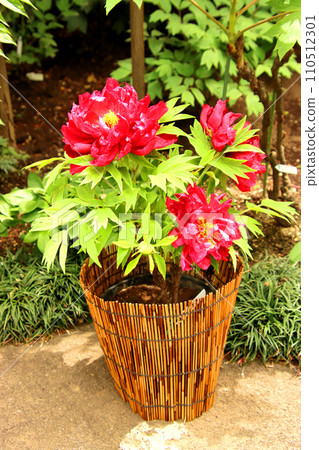 Peonies with red petals planted in a pot Peonies with red petals planted in a pot 110512301