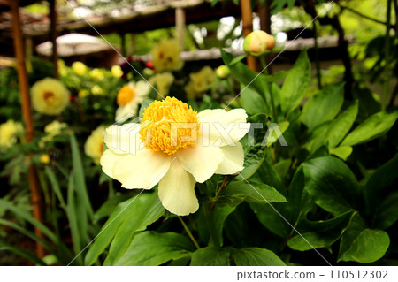 Peonies blooming with white petals Peonies blooming with white petals 110512302