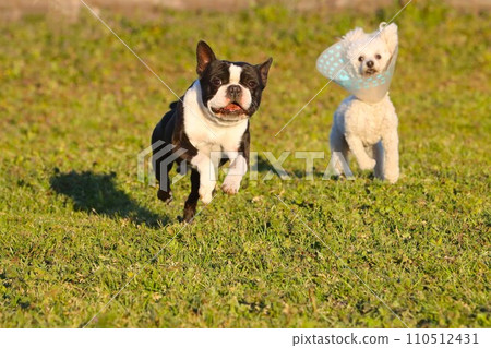 Mighty, a Boston terrier, and Bailey, a toy poodle, run energetically through a dog run in the grassland ♡ 110512431