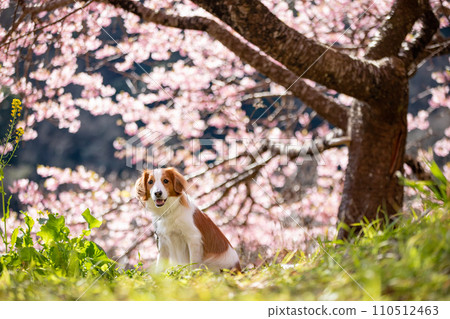 在盛開的櫻花背景下微笑地坐著的Koikeruhondye 110512463