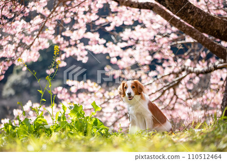 在盛開的櫻花背景下微笑地坐著的Koikeruhondye 在盛開的櫻花背景下微笑地坐著的Koikeruhondye 110512464