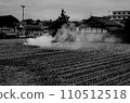 稻米作物結束的稻田 110512518