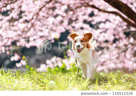 Koikerkhondye 在盛開的櫻花背景下微笑奔跑 Koikerkhondye 在盛開的櫻花背景下微笑奔跑 110512526
