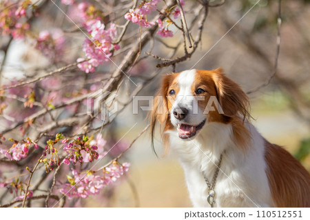 Koikeruhondie with cherry blossoms and a smile Koikeruhondie with cherry blossoms and a smile 110512551