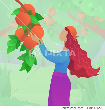 Young woman harvesting fresh persimmons in orchard. Organic farming and fruits harvesting in garden. Girl picking ripe persimmon from branch of tree vector illustration. Local food cultivation banner 110512655
