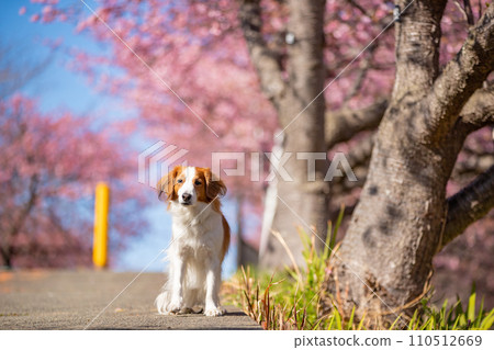 Koikeruhondye standing in a standing pose under the cherry blossoms and blue sky Koikeruhondye standing in a standing pose under the cherry blossoms and blue sky 110512669