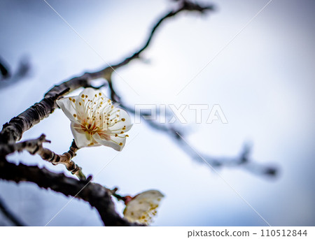 Plum blossoms starting to bloom Plum blossoms starting to bloom 110512844