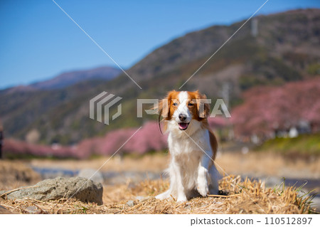 Koikerkhondier poses with a smile under the blue sky with cherry blossoms visible 110512897