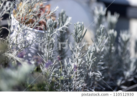 銀綠色多肉植物001 110512930