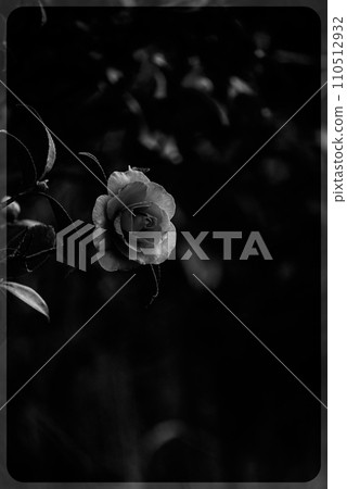 Sasanqua花 110512932