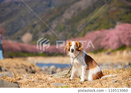 Koikeruhondye 側坐在藍天下,櫻花可見 Koikeruhondye 側坐在藍天下,櫻花可見 110513060