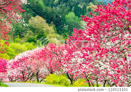 Achi Village, Nagano Prefecture, a village of pink flowers and peaches 110513101