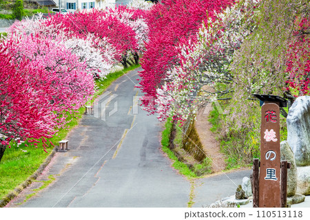 Achi Village, Nagano Prefecture, a village of pink flowers and peaches 110513118