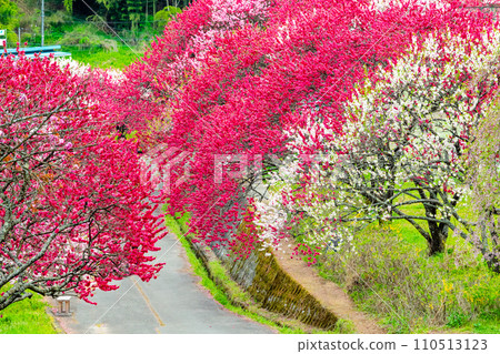 長野縣阿智村，粉紅色花朵和桃子的村莊 110513123