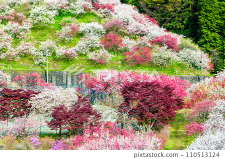 Achi Village, Nagano Prefecture, a village of pink flowers and peaches Achi Village, Nagano Prefecture, a village of pink flowers and peaches 110513124