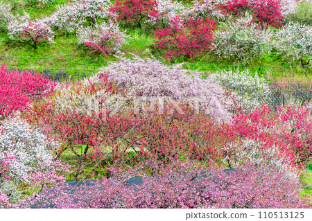 長野縣阿智村，粉紅色花朵和桃子的村莊 110513125